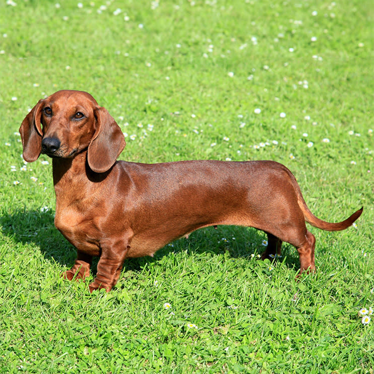 Dachshund