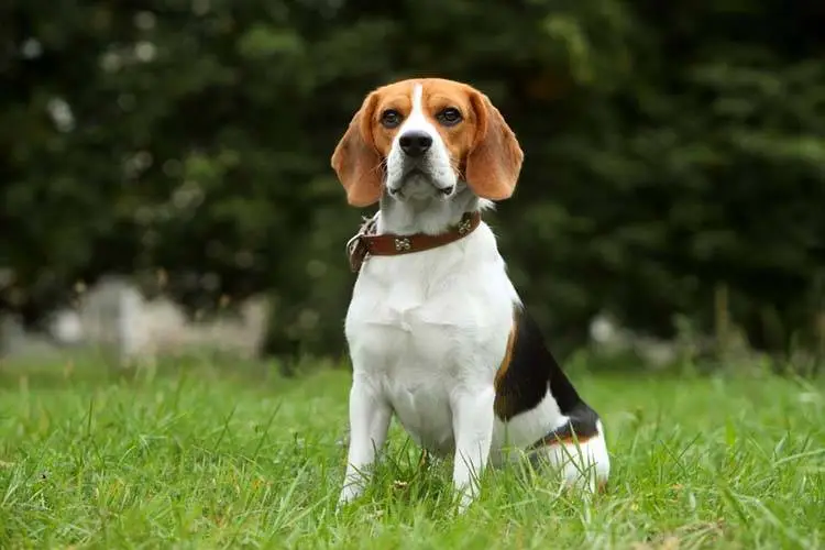 beagle