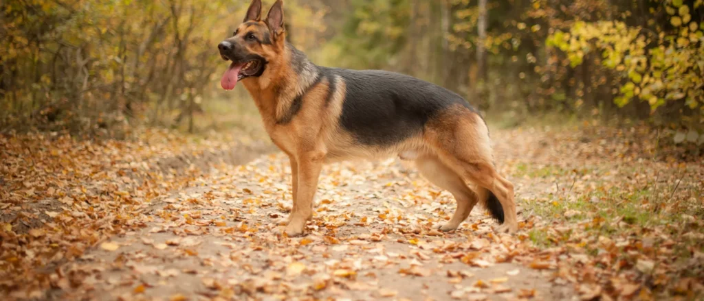 German-Shepherd