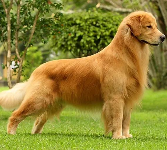 Golden-Retriever