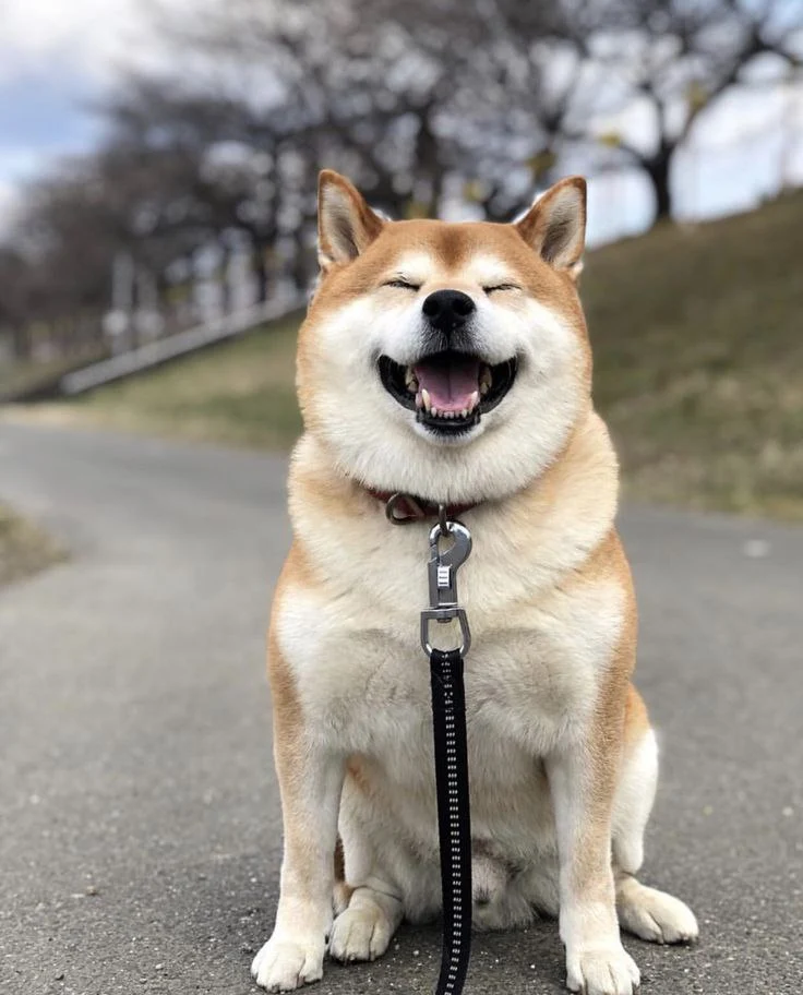 anjing-teman setia manusia