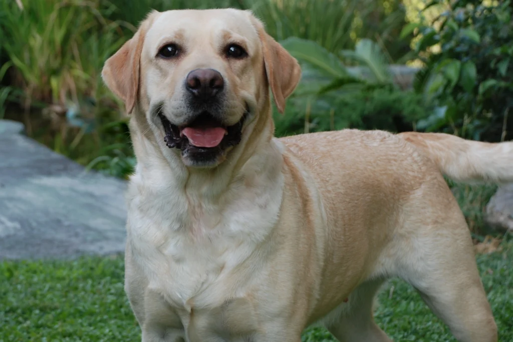 labrador-retriever