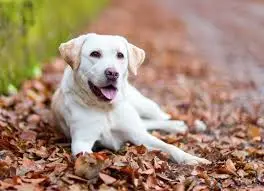 labrador-retriever