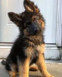 German-Shepherd