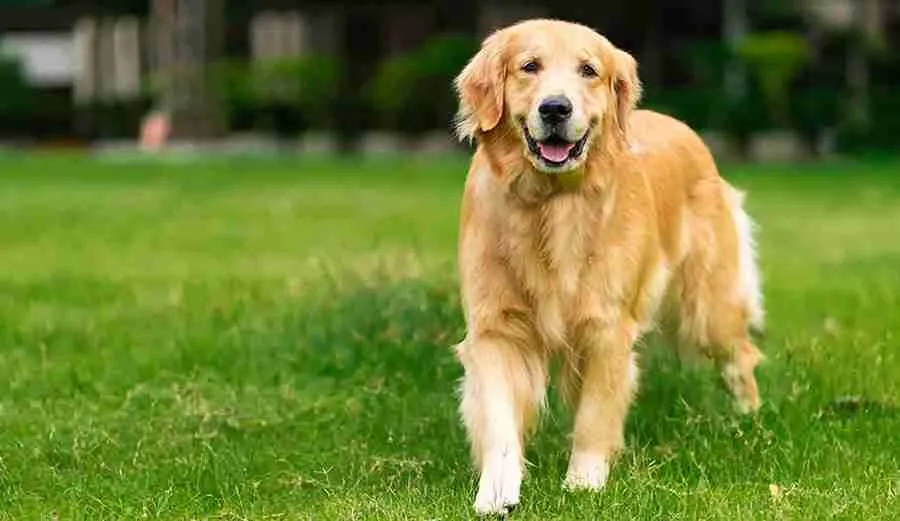 golden-retriever