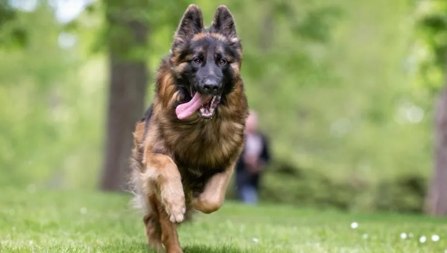 German Shepherd