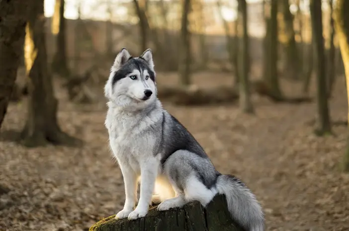 husky